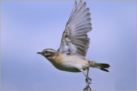 <p>BRAMBORNÍČEK HNĚDÝ (Saxicola rubetra) samička - Jiříkov</p>